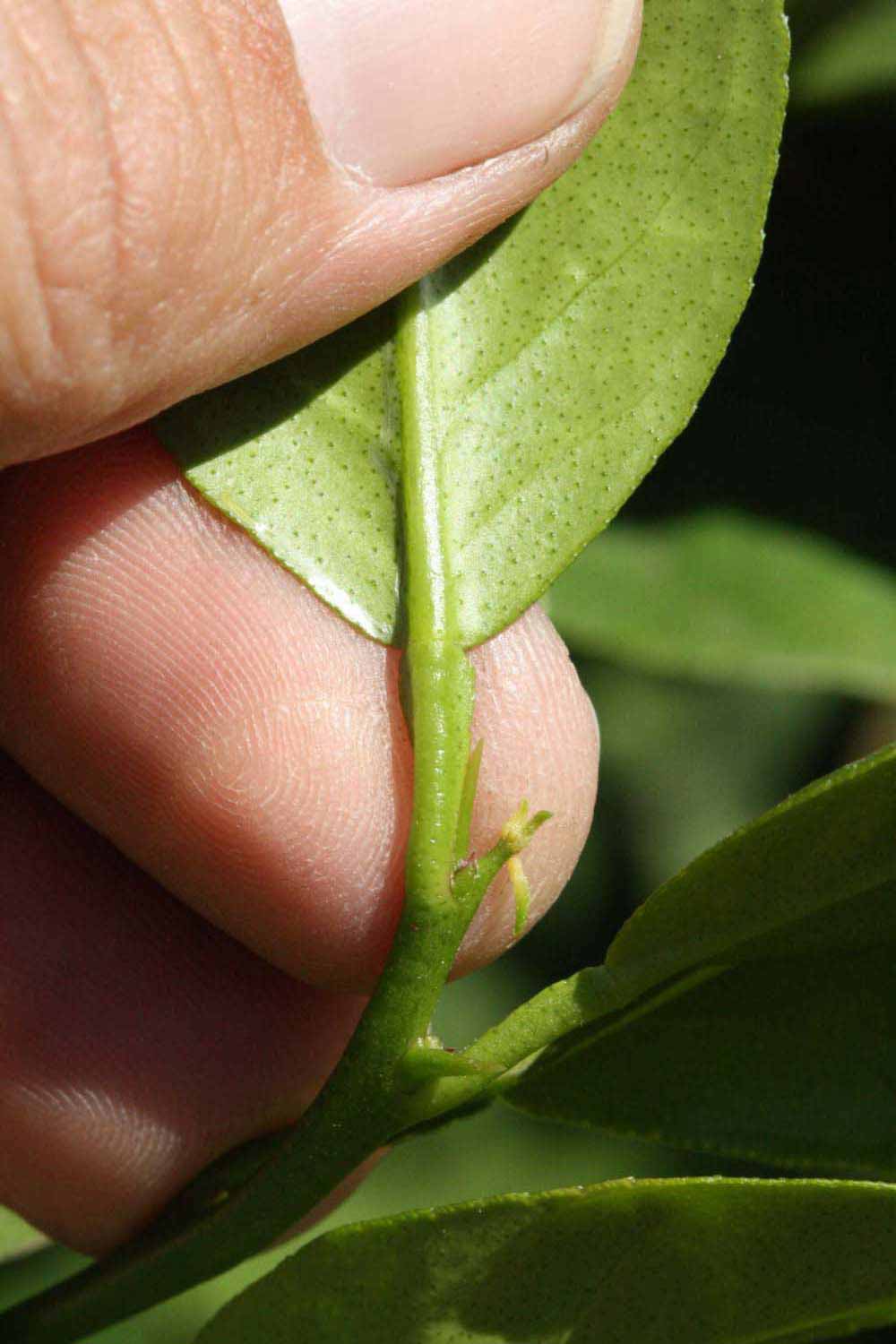              Petiole (Riverside, CA)       